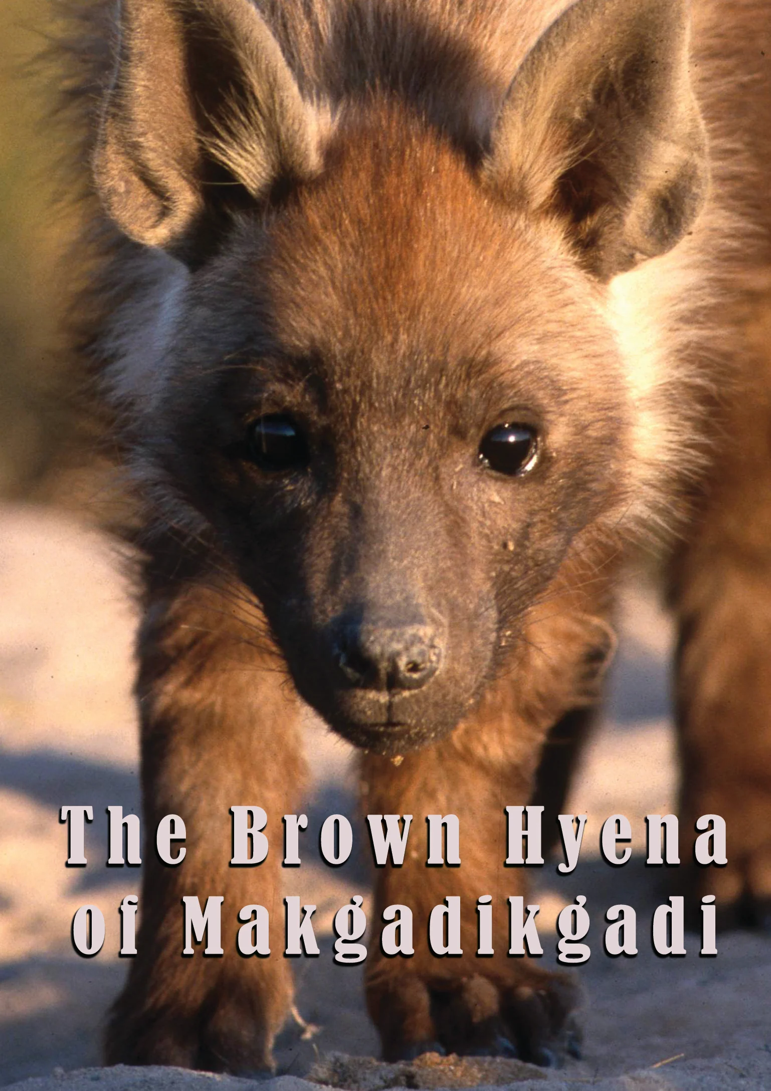 The Brown Hyena Of Makgadikgadi (DVD)
